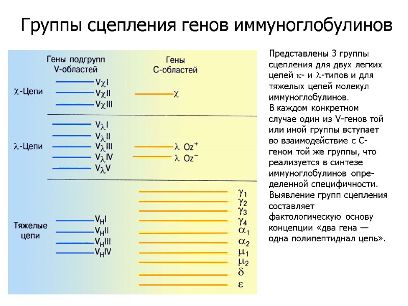 Представлены 3 группы сцепления для двух легких цепей k- и l-типов и для тяжелых